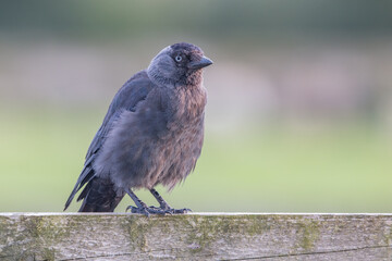 Juvenile jackdaw on wooden fence
