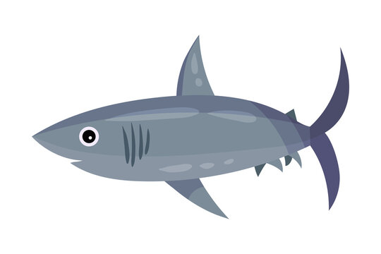 Funny Shark with Pointed Fins as Marine Animal Vector Illustration