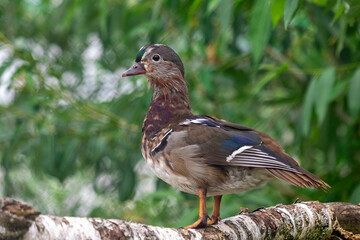 Mandarin duck on a branch. Mandarin duck male close up portrait. Color outdoor wildlife portrait.