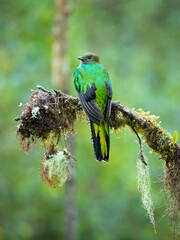 The resplendent quetzal (Pharomachrus mocinno) is a bird in the trogon family. It is found from Chiapas, Mexico to western Panama. Taken in Costa Rica