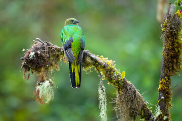 The resplendent quetzal (Pharomachrus mocinno) is a bird in the trogon family. It is found from Chiapas, Mexico to western Panama. Taken in Costa Rica