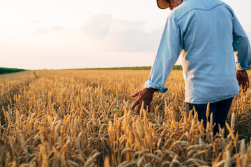 Naklejka na ściany i meble agricultural worker walking trough wheat field touching wheat