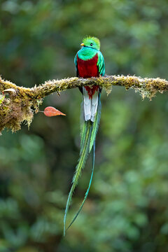 The resplendent quetzal (Pharomachrus mocinno) is a bird in the trogon family. It is found from Chiapas, Mexico to western Panama. Taken in Costa Rica