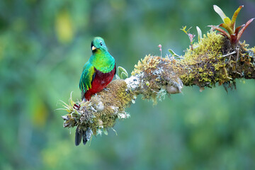 Obraz premium The resplendent quetzal (Pharomachrus mocinno) is a bird in the trogon family. It is found from Chiapas, Mexico to western Panama. Taken in Costa Rica