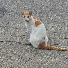cat on the roof