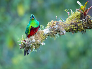 The resplendent quetzal (Pharomachrus mocinno) is a bird in the trogon family. It is found from Chiapas, Mexico to western Panama. Taken in Costa Rica