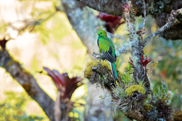 The resplendent quetzal (Pharomachrus mocinno) is a bird in the trogon family. It is found from Chiapas, Mexico to western Panama. Taken in Costa Rica