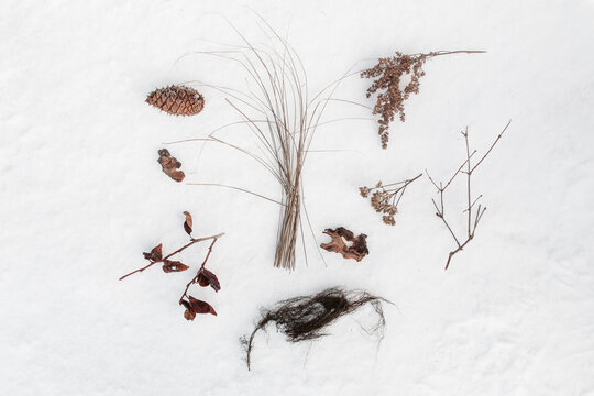 Dried leaves and plants on white snow background