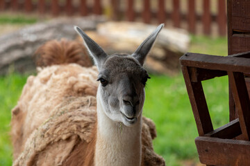 Obraz premium Portrait of a lama, close-up head.