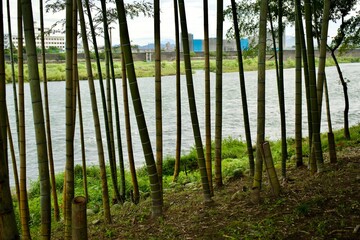 The Kiso river and bamboo forest in Japan.