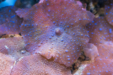 colorful ricordea yuma in reef aquarium © Andreas
