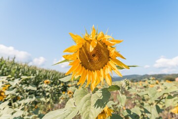 Nahaufnahme einer reifen Sonnenblume im Spätsommer mit Bienen die fliegen und Nektar und...