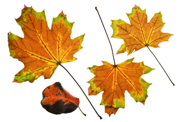 collection of autumn leaf closeup objects in details, bright and colorful, white background isolated, macro photo, depth of field entire object