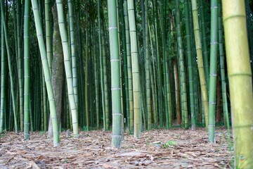 green bamboo forest