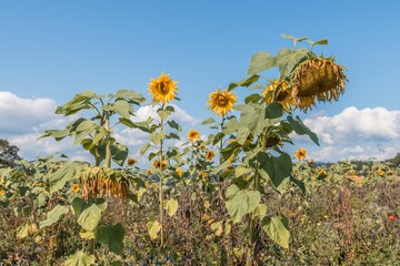Nahaufnahme einer reifen Sonnenblume im Spätsommer mit Bienen die fliegen und Nektar und Blütenpollen sammeln, Deutschland © stgrafix