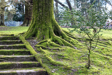 Arbre rempli de mousse en bordure d'une ancienne allée de château au petit matin
