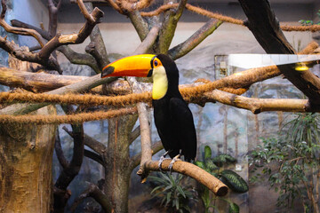 Exotic Toucan Bird In Zoo In Warsaw, Poland