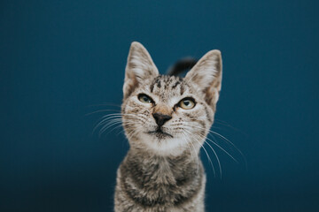Funny and beautiful tabby grey cat posing against blue background. 