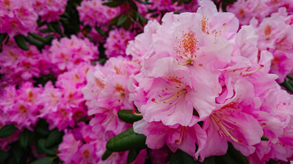 Flower And Buds Of The Magnolia Grandiflora, The Southern Magnolia Or Bull Bay, Tree Of The Family Magnoliaceae.