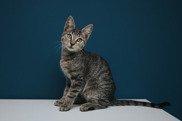 Funny and beautiful tabby grey cat posing against blue background. 