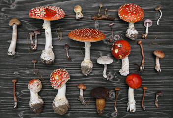 Mixed forest mushrooms on the dark background, top view. Fungi, fly agarics, toadstool. Botanical...