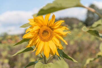 Nahaufnahme einer reifen Sonnenblume im Spätsommer mit Bienen die fliegen und Nektar und Blütenpollen sammeln, Deutschland