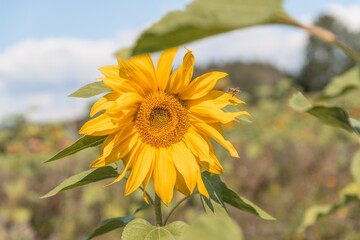 Fototapeta premium Nahaufnahme einer reifen Sonnenblume im Spätsommer mit Bienen die fliegen und Nektar und Blütenpollen sammeln, Deutschland