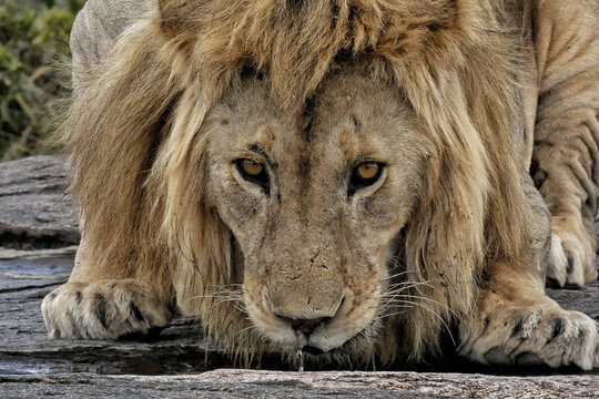 El rey león, bebe agua mientras mira fìjamente el objetivo de mi càmara.