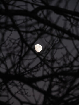 Full moon looking through bare branches