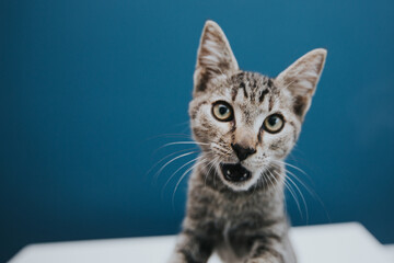 Funny and beautiful tabby grey cat posing against blue background. 