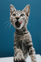 Funny and beautiful tabby grey cat posing against blue background. 