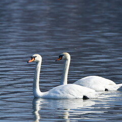 Obraz premium graceful swans on blue water surface,importent bird area in Tovacov,Czech republic