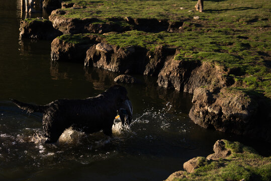 Black labrador coming out of the water after collecting a duck