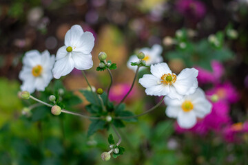 Close-up of white Japanese anemone flowers. Shallow depth of field, soft focus, bokeh and blur