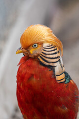 Beautiful golden pheasant. Portrait, front view.