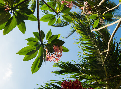 Tropical vegetation