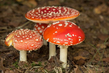Gruppe von Fliegenpilzen im Wald