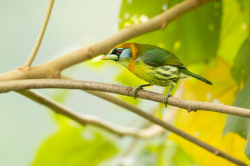The red-headed barbet (Eubucco bourcierii) is a species of bird in the family Capitonidae. It is found in humid highland forest in Costa Rica and Panama, as well as the Andes in western Venezuela