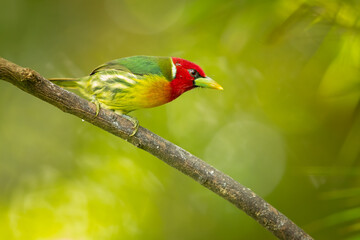 The red-headed barbet (Eubucco bourcierii) is a species of bird in the family Capitonidae. It is found in humid highland forest in Costa Rica and Panama, as well as the Andes in western Venezuela