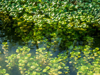 Pflanzen unter Wasser in einem Bach