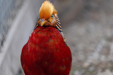 Beautiful golden pheasant. Portrait, front view.