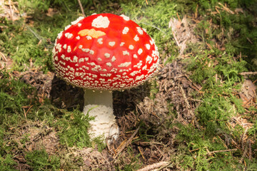 Fliegenpilz mit rundlicher Kappe