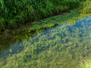 Pflanzen unter Wasser in einem Bach