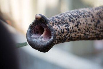 Asian female elephants beg for food at a zoo in Liaoning, China
