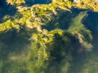 Pflanzen unter Wasser in einem Bach