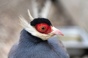 Portrait of Brown eared pheasant. Head of a Blue Eared-Pheasant.	