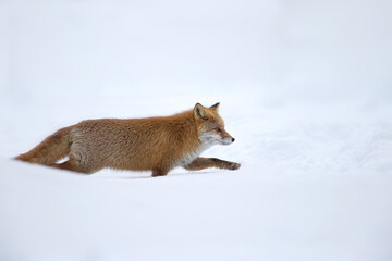 キタキツネ 冬 雪の中 北海道