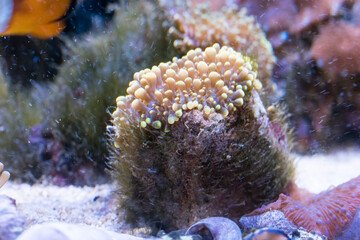 colorful ricordea yuma in reef aquarium © Andreas