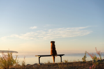 the dog sits on a bench and looks at the lake. Nova Scotia Duck Tolling Retriever in the morning outdoors. 