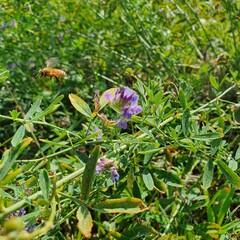 flower in the garden